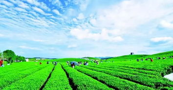 云南 刷卡就能灌溉农田 植保机器人通过河南省农机补贴公示 我国3至5年打造千个农产品品牌 京津冀推广节水抗旱小黑麦新种