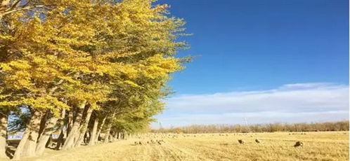 藏叔农场藜麦 谷物之王与营养黄金的种植智慧