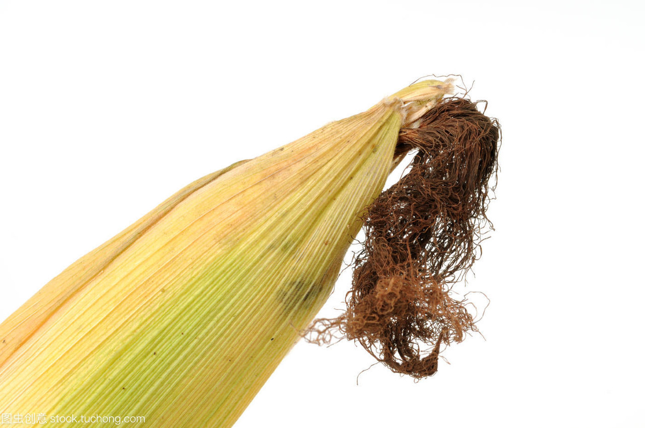 玉米 从田野到餐桌的多功能谷物