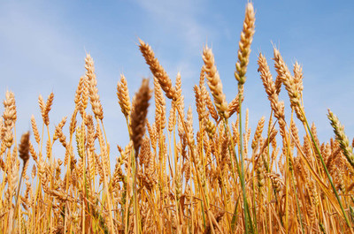 小麦生长宏观与谷物种植的科学管理