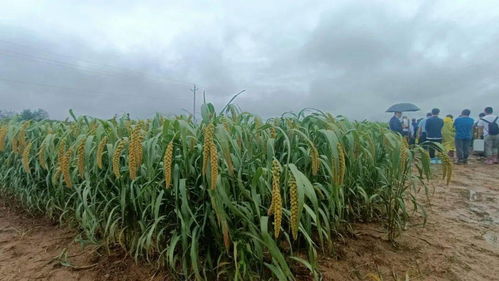 全国谷子产业创新发展大会在伊川隆重举办,助推谷物种植现代化转型