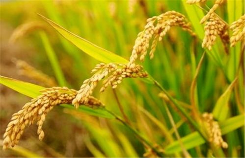 大年初八谷物种植 八方来喜,一路大发