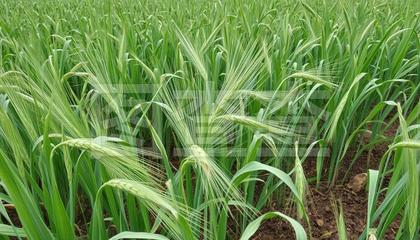 小麦苗 谷物种植的绿色起点