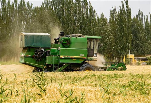 新疆逆袭成粮仓 谷物产量超越中亚各国,哈萨克斯坦表示看呆了