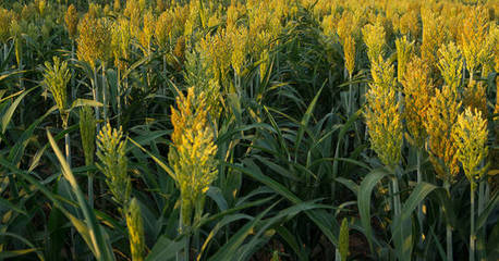 阿兰达德杜洛工业与谷物种植 现代化农业的视觉展现