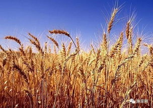 长乐未央有汉馔(上) 谷物种植与汉代饮食文化探源