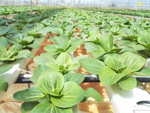 谷物芽苗菜种植技术 高性价比的绿色选择