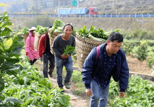 滞销的忧虑 农户排队售粮，工厂承压前行