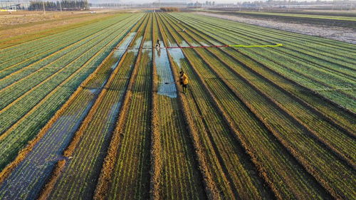 中国秋の穀物収穫が9割完了、冬小麦の播種も順調に進行