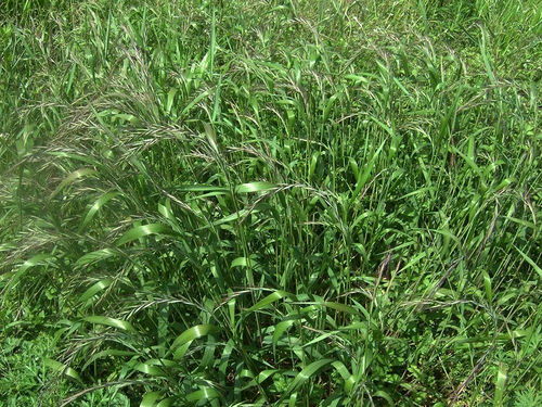 农村恶草亦是宝 从古代粮食到造纸原料的谷物种植奇迹