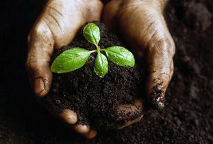 农业结构调整与谷物种植 百姓餐桌的新变化