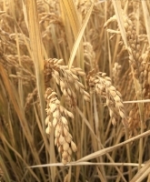 萝北县大豆种植优选 谷物种植合作社详解