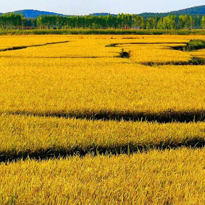 苏州谷物种植的现状与特点