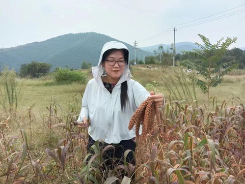 淅川县谷子香里迎丰年 中原丰味，谷物种植新篇章