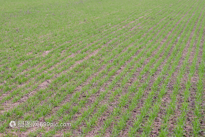 小麦种植 谷物种植的田间之美