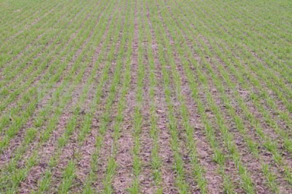 春季冬小麦田 谷物种植的关键期与展望