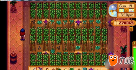 星露谷物语啤酒花种植攻略