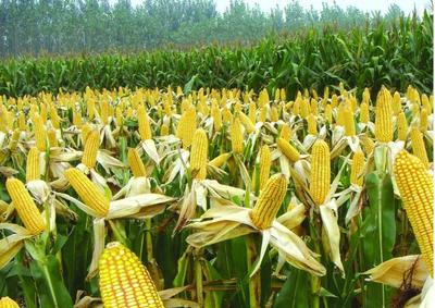 土默特左旗玉米种植基地 优质谷物种植的典范