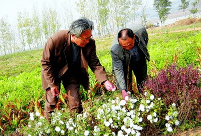 静海民强谷物种植社 以药材种植开辟发展新思路，赋能谷物产业升级