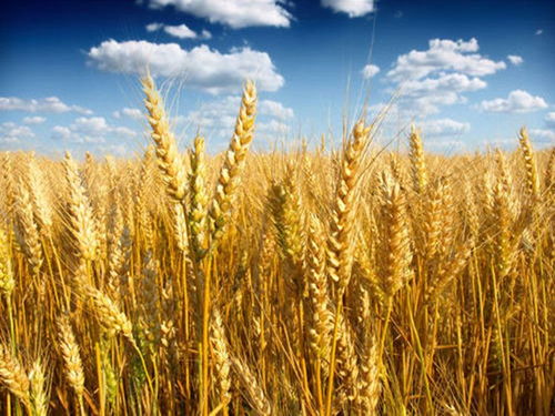 探索现代农业典范 云南省谷物种植公司优秀企业精选