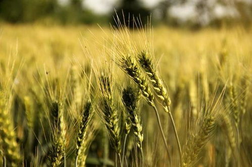 我国小麦产业呈现良好发展趋势