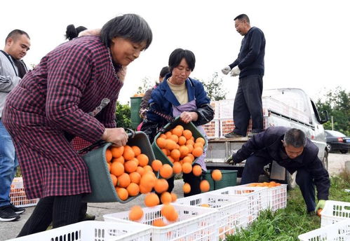 将帅故里行 柑桔生猪皆为宝，朱德曾赞家乡丰饶