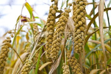 小米种植 从传统谷物到现代农业的精耕细作