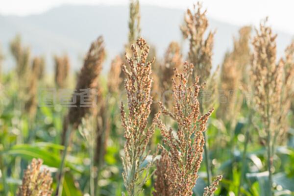 饲用高粱与小米 构筑牲畜营养的坚实基石