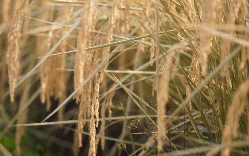 怀柔丰收季 谷物飘香，就是这个味儿！