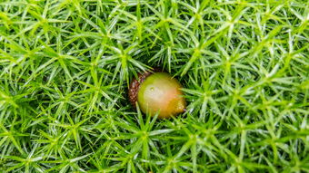 埃尔梅洛之夜 荷兰林地中的生命絮语